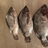 Kilifish Eatery